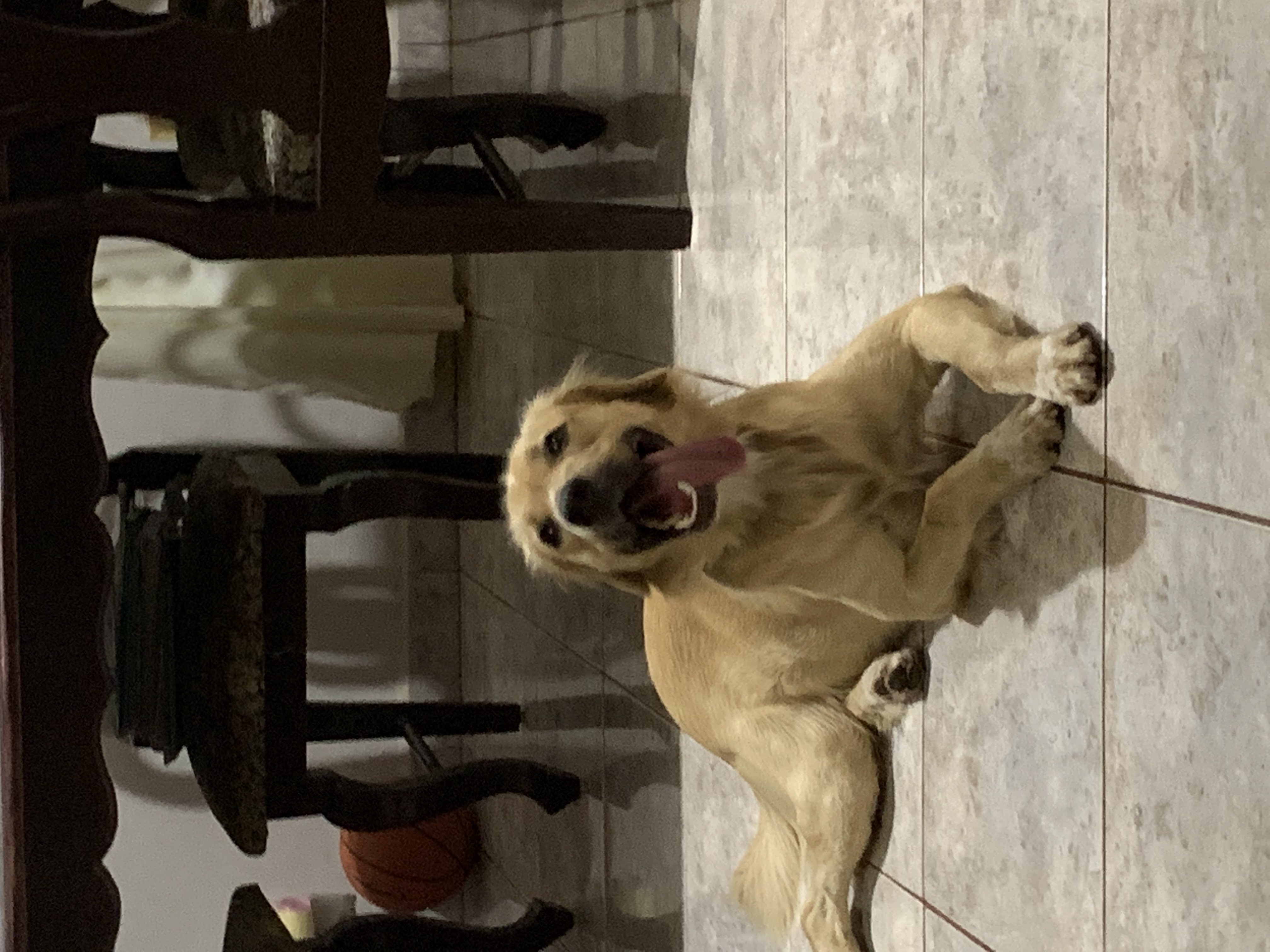 Gordo 